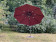 Садовый зонт GardenWay Turin A002-3000 XLM (бордовый)